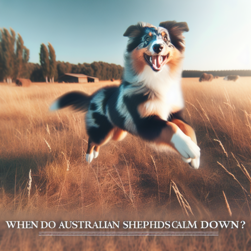 when do australian shepherds calm down